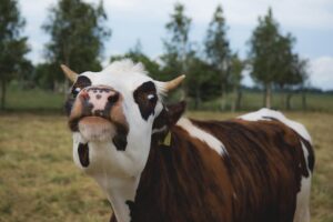 vaca-empresas-invierten-en-bienestar-animal