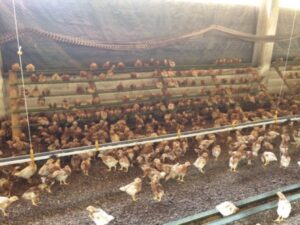gallinas ponedoras con bienestar animal
