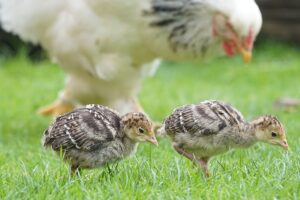 pollos: qué es el bienestar animal