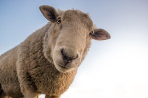 oveja: libertades de los animales