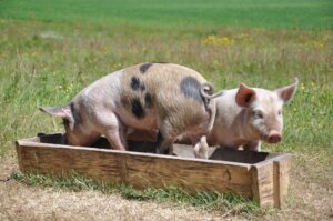 alimentación: bienestar de los cerdos