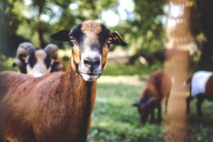 bem-estar-animal-pesquisa