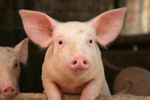  Cerdo: bienestar animal e cena de fin de año