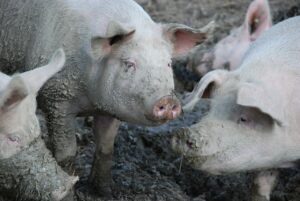 cerdos en áreas para refrescarse: bienestar de los cerdos