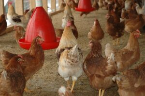 bebederos: bienestar animal para pollos de engorde