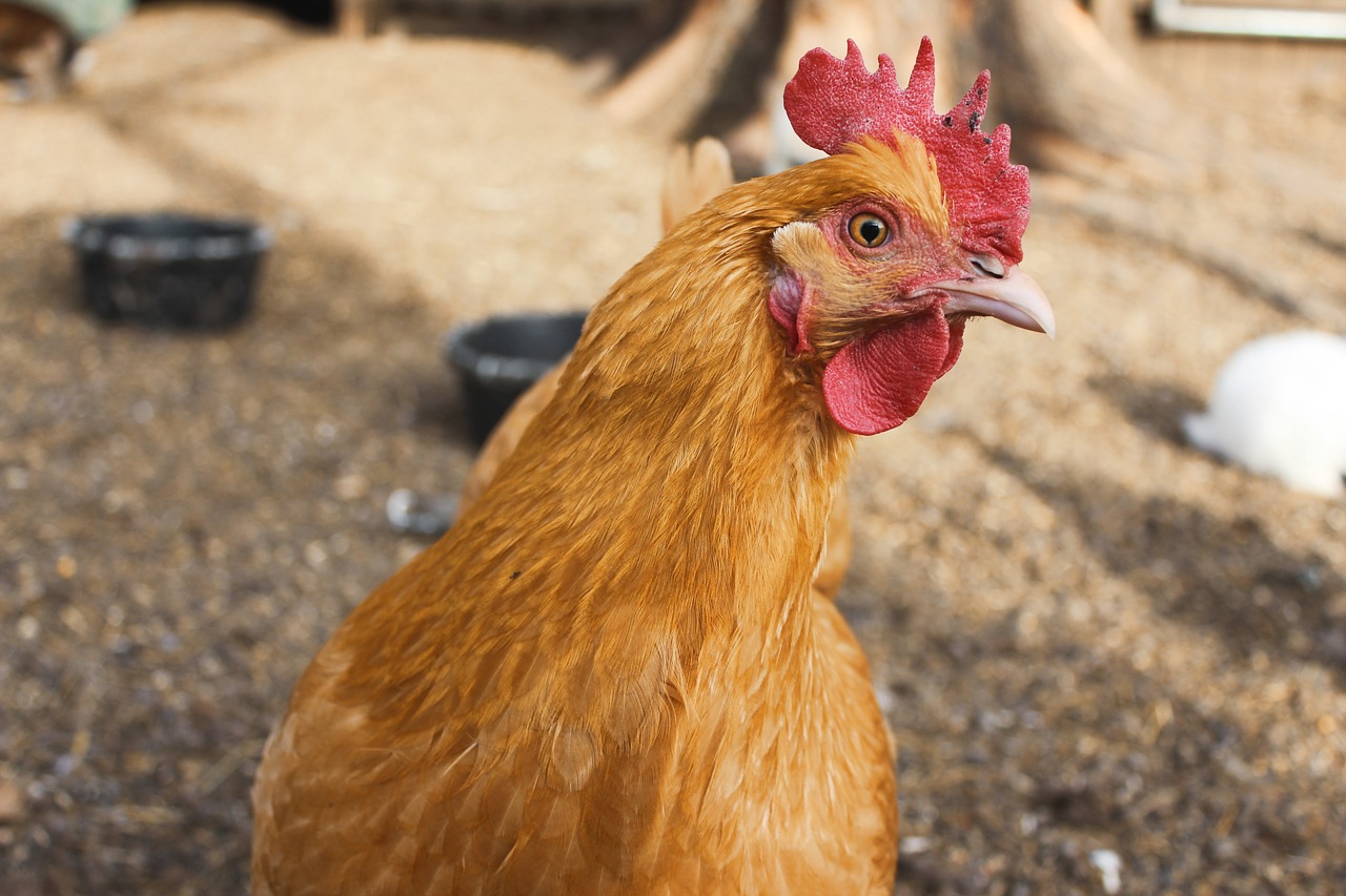 bienestar animal para pollos de engorde