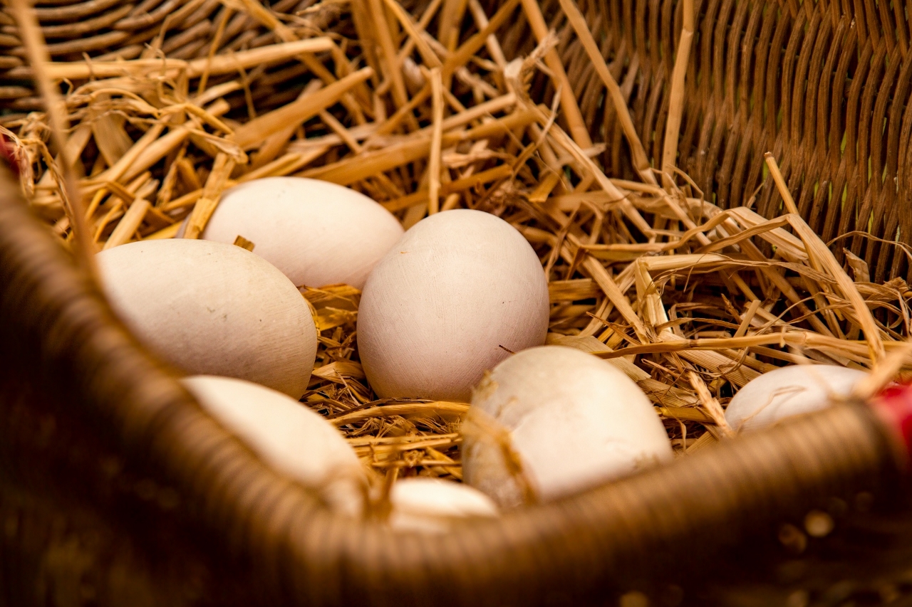 nadie maleta Pigmento Huevo: el bienestar de las gallinas ponedoras es la principal preocupación  de los consumidores - Certified Humane Latino | Bienestar animal