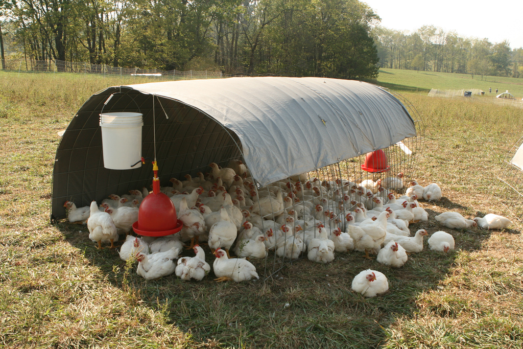 Vea los ocho aspectos de bienestar animal para pollos de engorde -  Certified Humane Latino | Bienestar animal