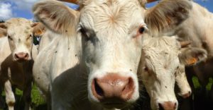 Abate de animais: selo Certified Humane