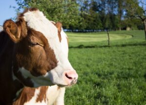 vaca: sello de bienestar animal