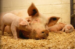 Cerdos beneficios del bienestar animal