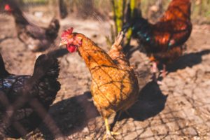 Galinhas poedeiras de ovos cage free