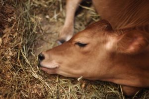 Animais de produção criados com bem-estar animal