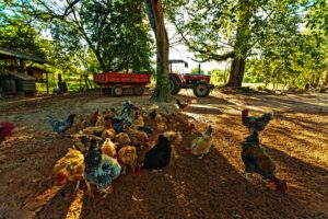  bienestar animal de las gallinas