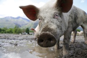 mitos e fatos sobre a certificacao de bem-estar animal