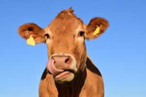 mitos e fatos sobre certificacao de bem estar animal