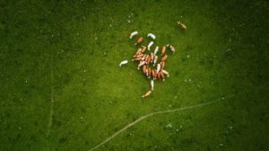 Criação animal bovina com bem-estar