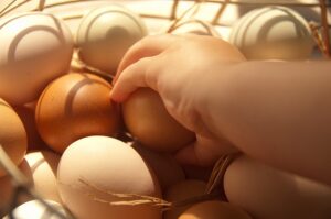 Producción de huevos de gallinas libres de jaula.