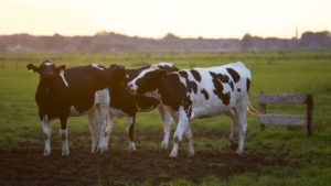 Bovino de corte criado sobre as normas da certificação de bem-estar animal