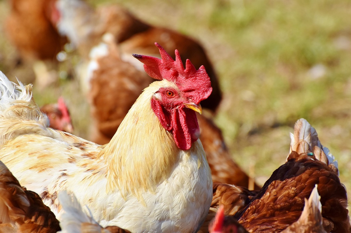 Bienestar animal y pollos de engorde