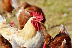 Bem-estar animal com frango de corte, Korin.