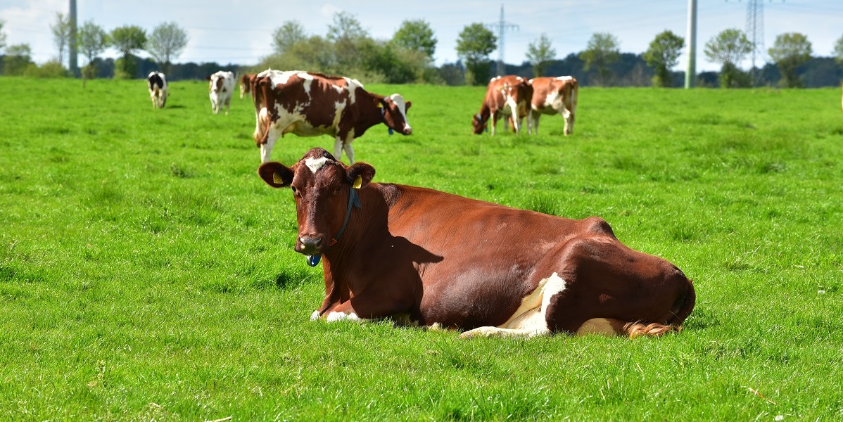 Vacas al aire libre bienestar animal