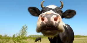 los animales sienten