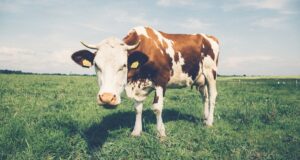Bovinocultura: Ganado lechero