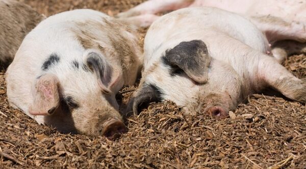 Sello de Bienestar Animal: Cerdos