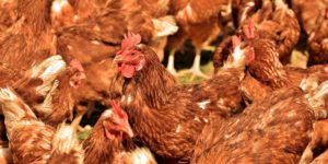 Galinha: Resistência Antimicrobiana