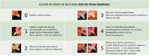 debicagem x aparo de bico: aves brancas