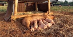 Bem-estar animal de suínos