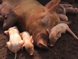 Bem-estar animal de suínos