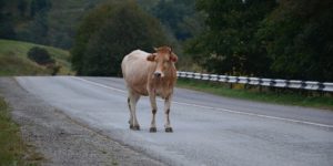 Acidência de trânsito com animais