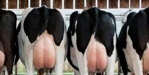 clasificación de la condición corporal en vacas lecheras