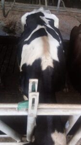 clasificación de la condicióncorporal en vacas lecheras