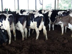 clasificación de la condicióncorporal en vacas lecheras