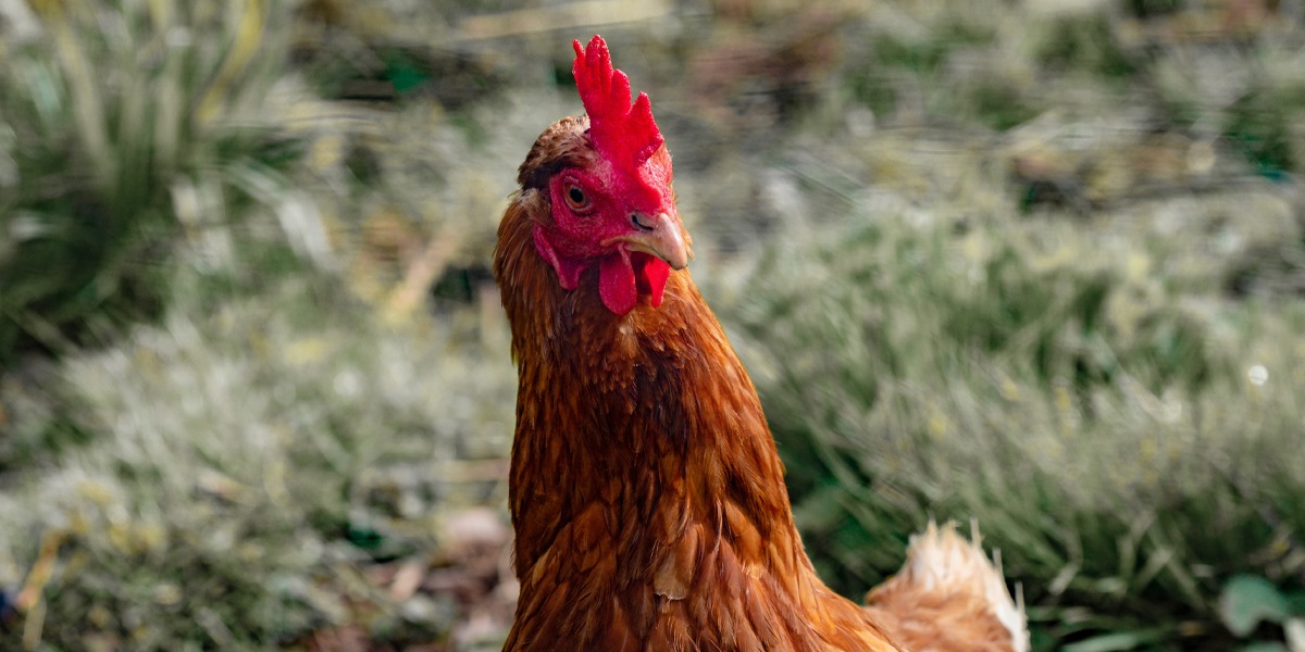 Curso de bienestar animal de gallinas ponedoras