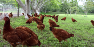 Hillys Farm: Criação de Galinhas