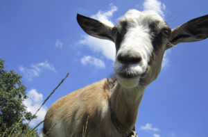 Las normas de bienestar animal para cabras y ovejas