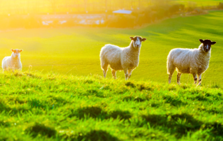 Normas de bienestar animal para cabras y ovejas