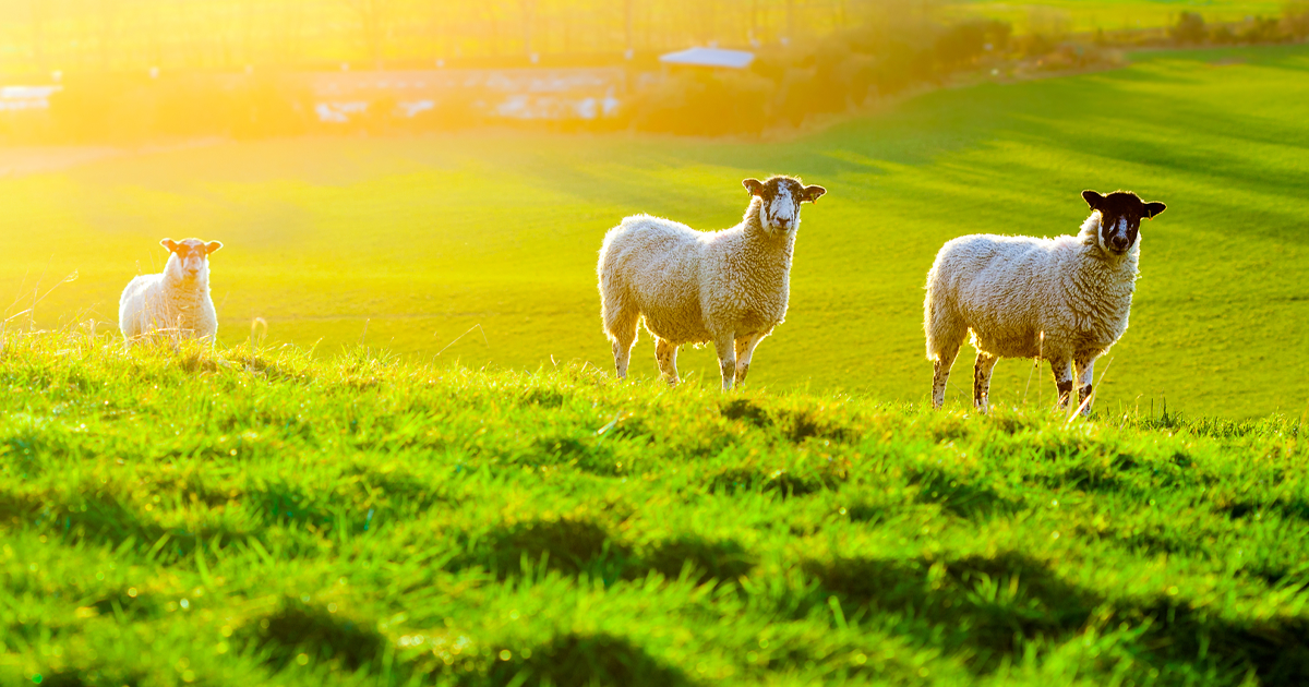 Normas de bienestar animal para cabras y ovejas