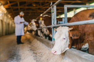 Bioseguridad en la producción con bienestar animal