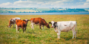 Especies forrajeras pueden ser una solución para mejorar la dieta del ganado bovino en invierno