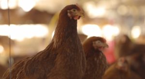 MAPA abre inscrições para curso de bem-estar animal gratuito