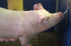 Alimentación-para cerdos cómo la nutrición de precisión está dando forma al presente y al futuro
