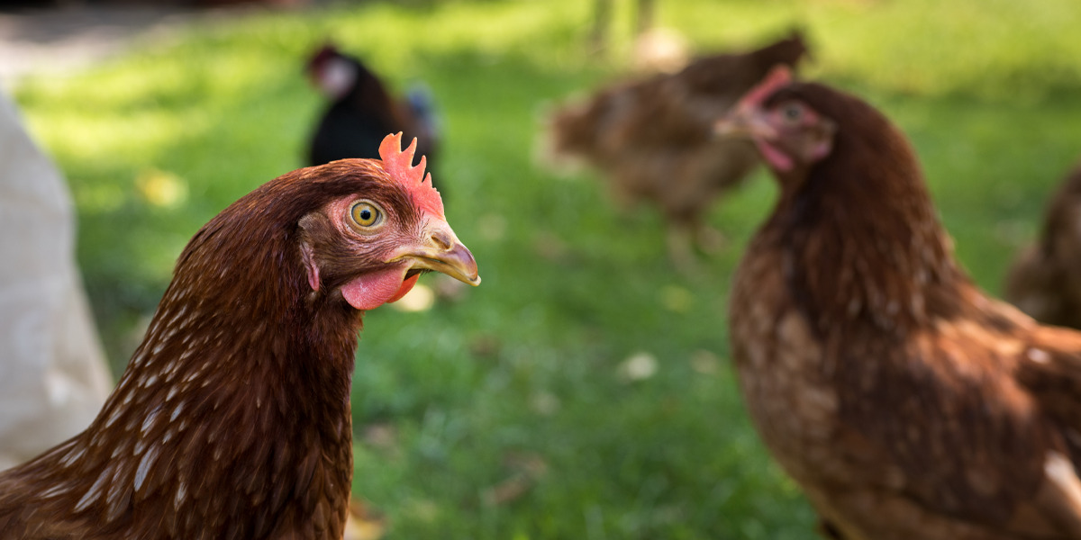 Un estudio muestra mejores resultados en las gallinas ponedoras que se crían libres de jaulas