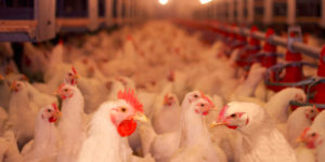 Transporte legal de aves MAPA realiza curso de bem-estar animal gratuito