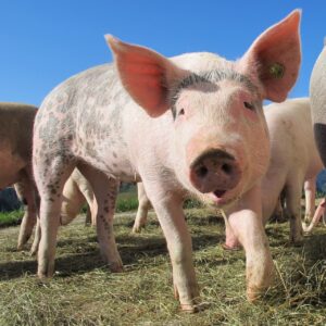 cerdos libres en granja con bienestar animal