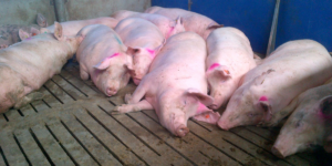 Cerdos de engorde 9 consejos para un manejo compasivo